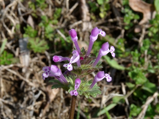 {Lamium amplexicaule}